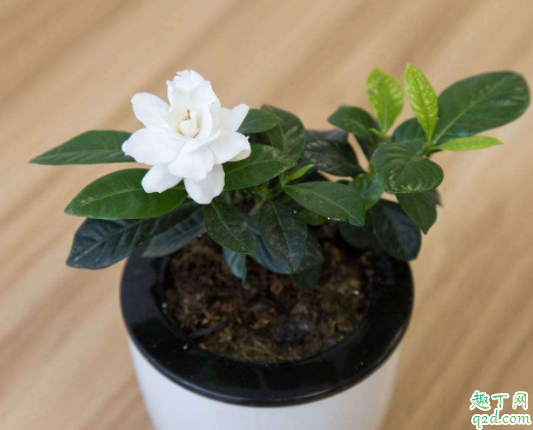 室内散光能养哪些花 养花的散光是什么样子的