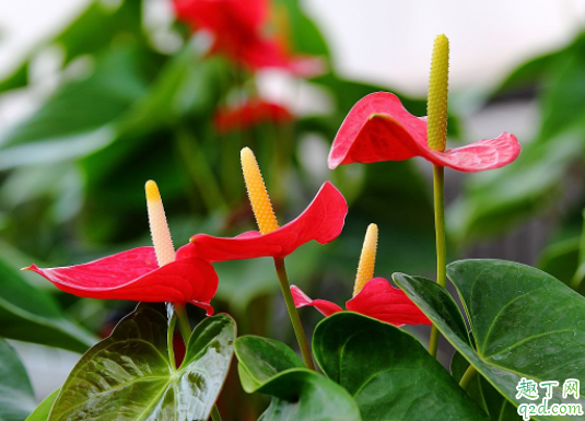 室内散光能养哪些花 养花的散光是什么样子的