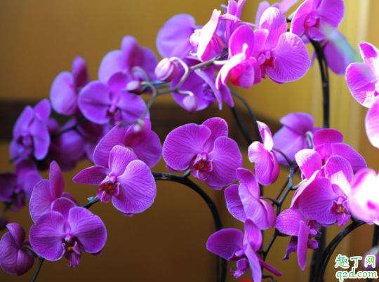 室内散光能养哪些花 养花的散光是什么样子的