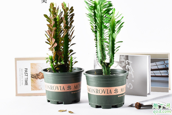 龙骨花好养活吗 龙骨花怎么长得快