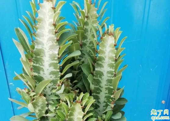 龙骨花好养活吗 龙骨花怎么长得快