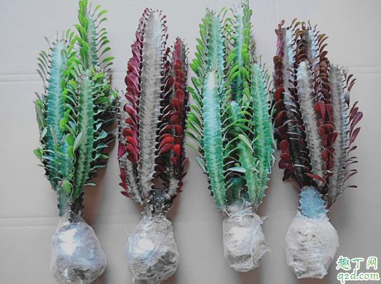 龙骨花好养活吗 龙骨花怎么长得快