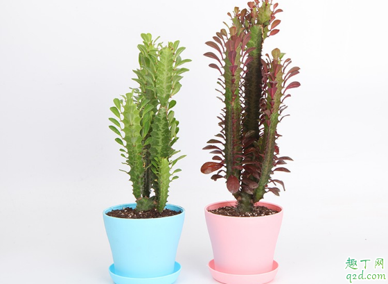 龙骨花砍头后还能存活吗 给龙骨花砍头哪些事项是要注意的