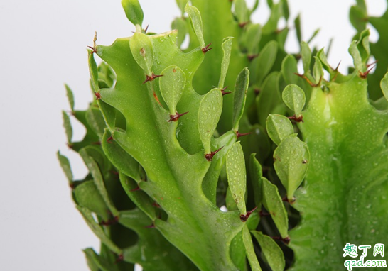 龙骨花砍头后还能存活吗 给龙骨花砍头哪些事项是要注意的