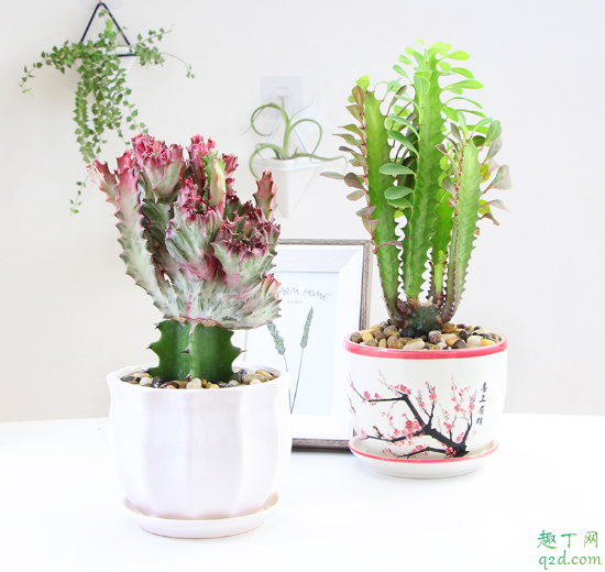 龙骨花砍头后还能存活吗 给龙骨花砍头哪些事项是要注意的