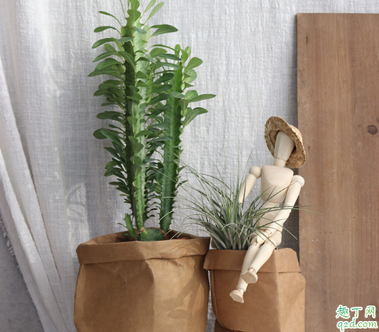 龙骨不开花是怎么回事 怎样才能令龙骨花开茂盛