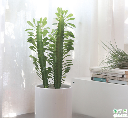 龙骨不开花是怎么回事 怎样才能令龙骨花开茂盛