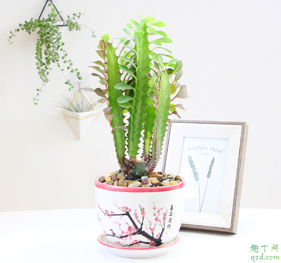 龙骨不开花是怎么回事 怎样才能令龙骨花开茂盛