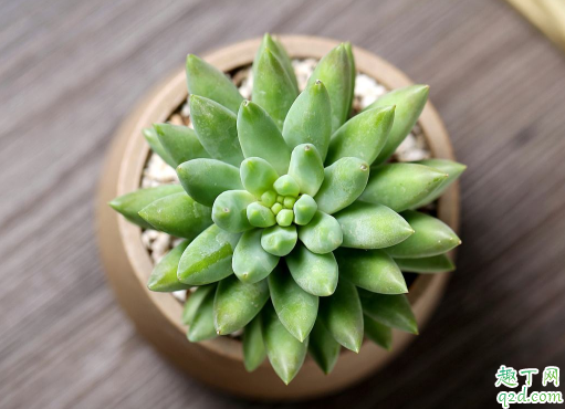 千佛手什么季节砍头比较好? 千佛手砍头后怎么养护