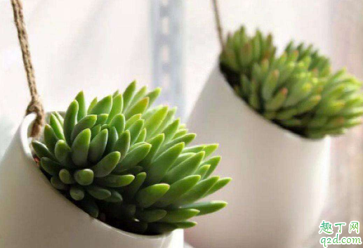 千佛手什么季节砍头比较好? 千佛手砍头后怎么养护