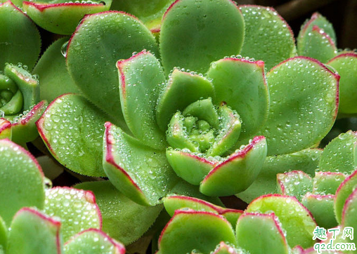 千佛手什么季节砍头比较好? 千佛手砍头后怎么养护