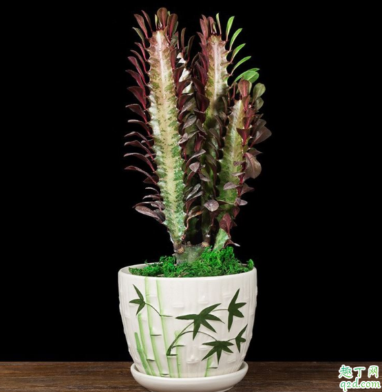 龙骨花什么时候换盆好 给龙骨花换盆须需注意什么