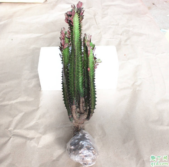 龙骨花什么时候换盆好 给龙骨花换盆须需注意什么