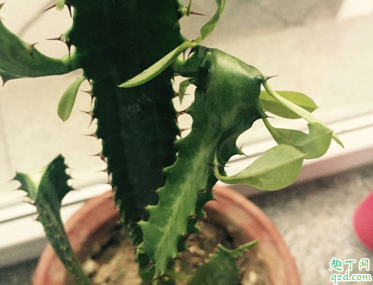 龙骨花啥时候可以扦插 龙骨怎么扦插易成活