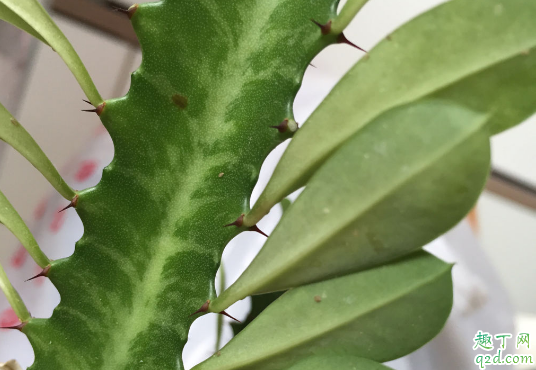 龙骨花啥时候可以扦插 龙骨怎么扦插易成活