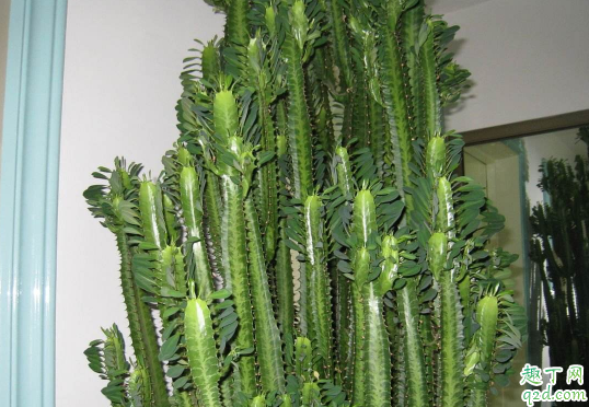 龙骨花啥时候可以扦插 龙骨怎么扦插易成活