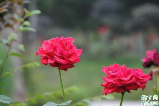 刚种的月季会僵苗吗 月季怎么移栽不僵苗