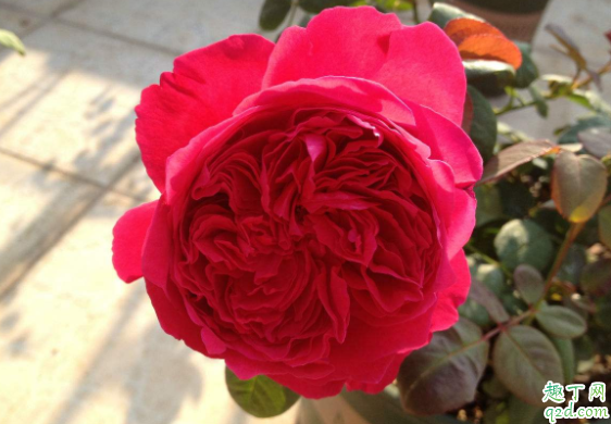 刚种的月季会僵苗吗 月季怎么移栽不僵苗