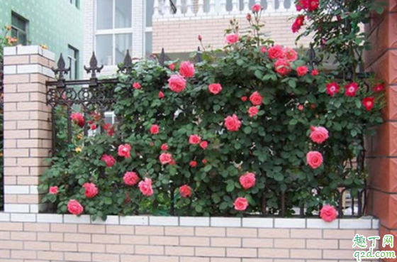 刚种的月季会僵苗吗 月季怎么移栽不僵苗