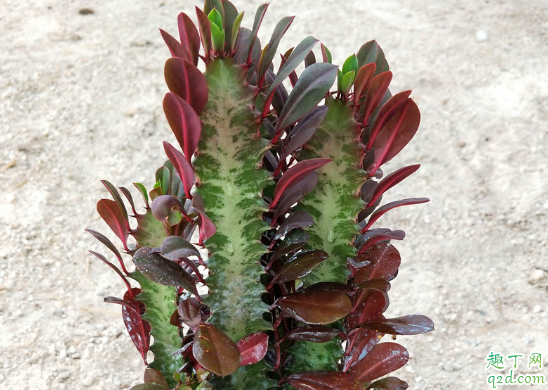 龙骨这种花会开花吗 如何促使龙骨花快速开花