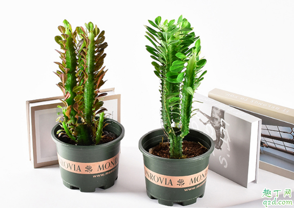 龙骨叶子黄是什么原因 怎样养龙骨才能避免叶子发黄