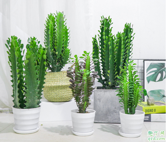 龙骨叶子黄是什么原因 怎样养龙骨才能避免叶子发黄