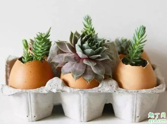 鸡蛋壳可以直接放花盆里吗 鸡蛋清可以当花肥吗