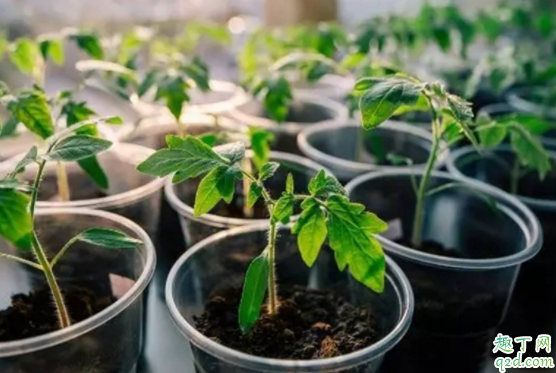 鸡蛋壳可以直接放花盆里吗 鸡蛋清可以当花肥吗