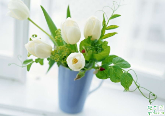 鸡蛋壳和橘子皮能放在一起养花吗 鸡蛋壳可以养君子兰吗