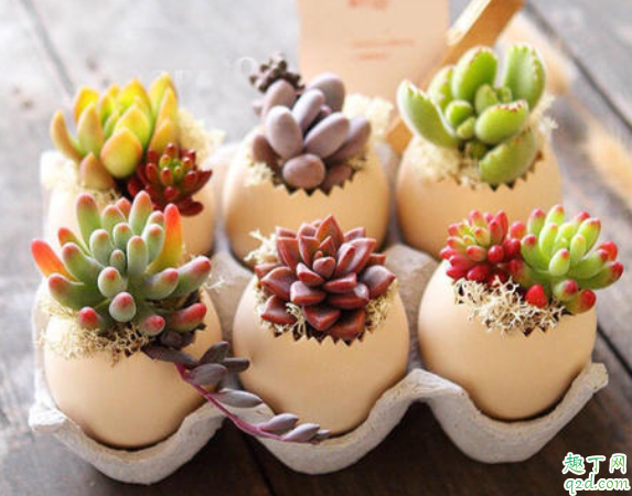 鸡蛋壳和橘子皮能放在一起养花吗 鸡蛋壳可以养君子兰吗