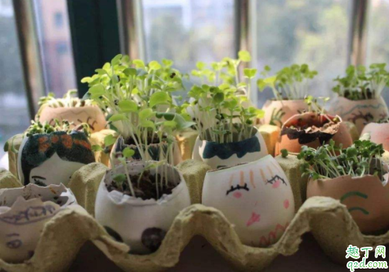 鸡蛋壳和橘子皮能放在一起养花吗 鸡蛋壳可以养君子兰吗