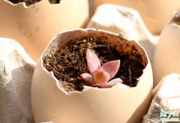 鸡蛋壳和橘子皮能放在一起养花吗 鸡蛋壳可以养君子兰吗