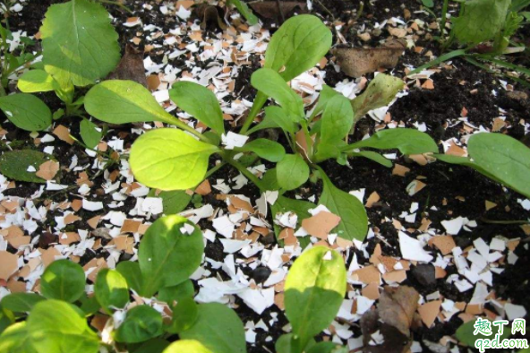 草木灰可以直接撒在花盆里吗 种花可以用草木灰和鸡蛋壳吗