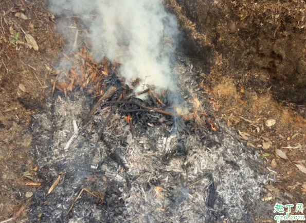 草木灰可以直接撒在花盆里吗 种花可以用草木灰和鸡蛋壳吗