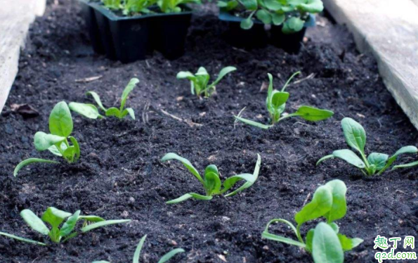 草木灰可以直接撒在花盆里吗 种花可以用草木灰和鸡蛋壳吗