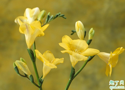 小苍兰种球什么时候种 栽种小苍兰时需注意什么