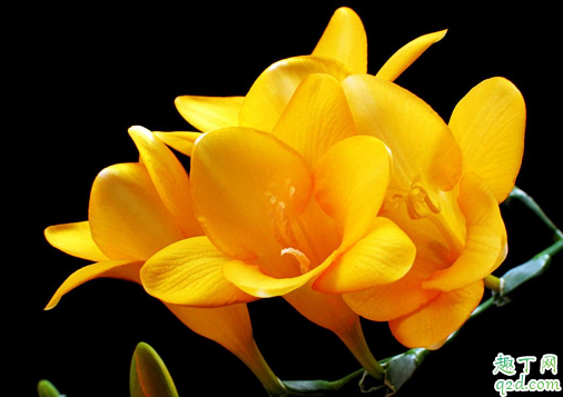 小苍兰种球什么时候种 栽种小苍兰时需注意什么