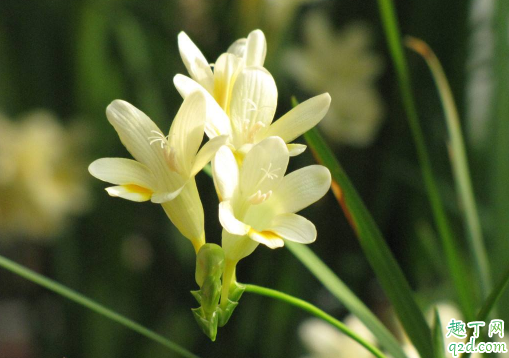 小苍兰种球什么时候种 栽种小苍兰时需注意什么