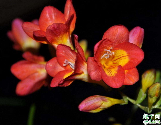 香雪兰可以水培吗 香雪兰怎么水培易成活