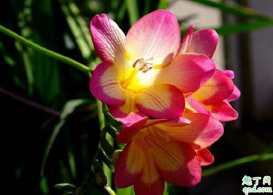 香雪兰可以水培吗 香雪兰怎么水培易成活