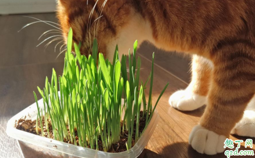 猫咪化毛膏可以多吃吗 猫的化毛膏什么时候开始吃