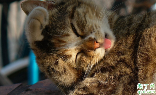 猫咪化毛膏可以多吃吗 猫的化毛膏什么时候开始吃