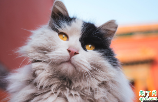 故宫猫在哪里能看到 故宫猫在哪个宫活动