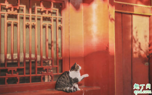 故宫猫在哪里能看到 故宫猫在哪个宫活动