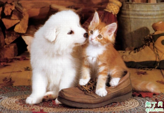 狗狗的年龄怎么算几个月为一岁 猫咪年龄相当于人的多大