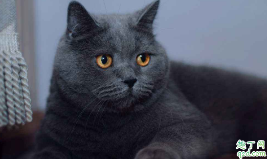 狗狗的年龄怎么算几个月为一岁 猫咪年龄相当于人的多大