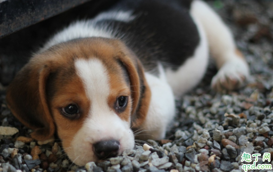 狗狗的年龄怎么算几个月为一岁 猫咪年龄相当于人的多大