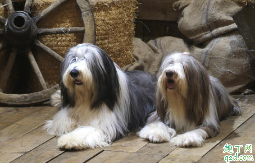 狗可以吃化毛膏么 狗可以吃猫的化毛膏么