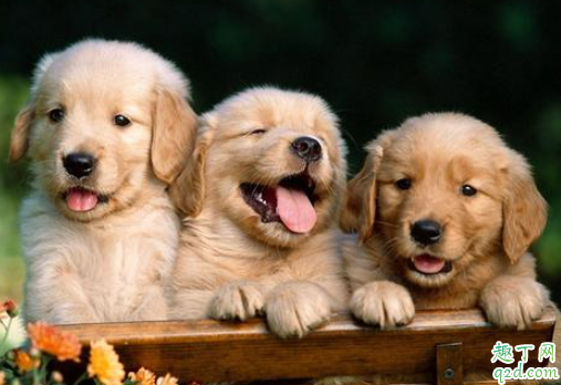 狗可以吃化毛膏么 狗可以吃猫的化毛膏么