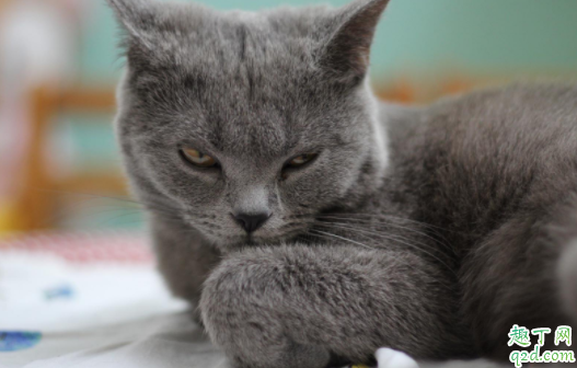 猫咪怎么叫都不理怎么办 猫咪为什么不爱搭理人